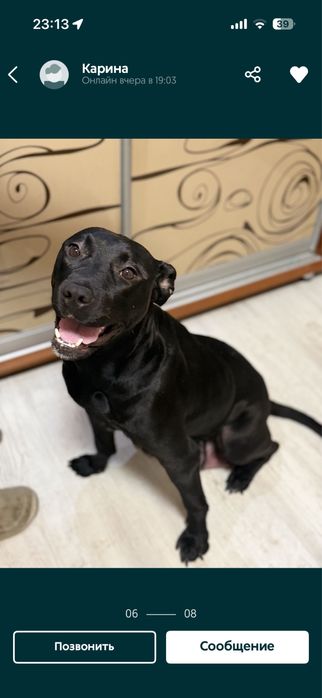 Щенок питбуля продам