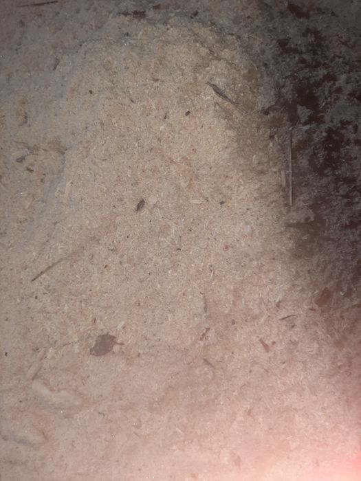 Опилки древесные сосна береза