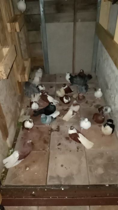 De vânzare la bucata 30 lei 50 bucata ,lot toți 20 lei bucata 32 de buc ,sec 5 Sebastian str Grigore Tocilescu Nr 45