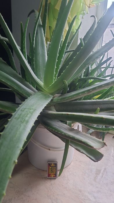 Продам алоэ вера