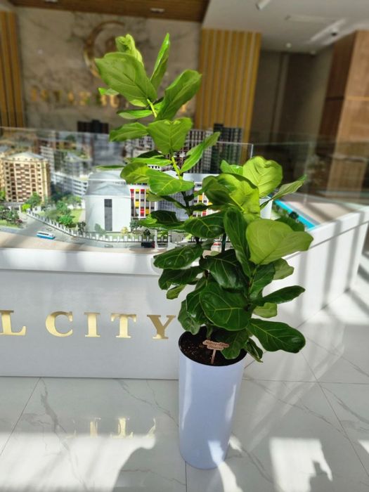 Офисные растения цветы