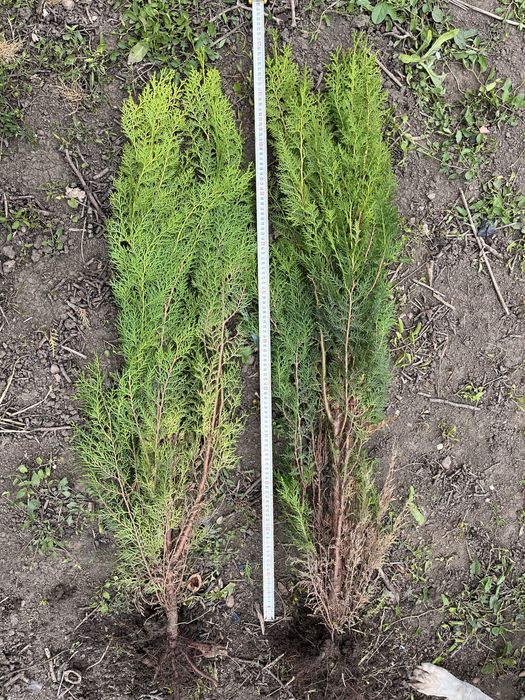 Туя за ограда 100-130см.