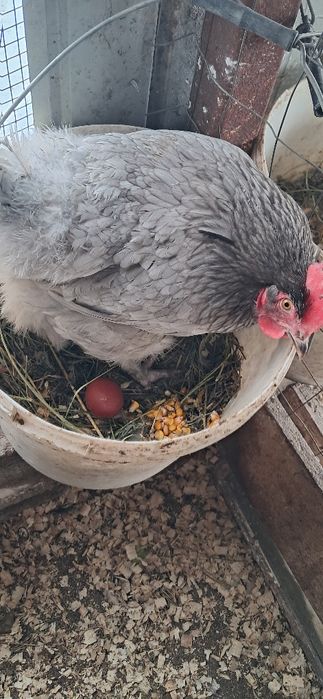 Gaini marans Onești Bacău
