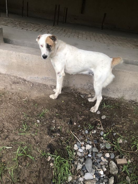 Alabay zotli it sotiladi