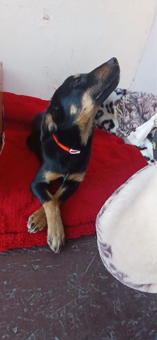 Семейная собака Тося