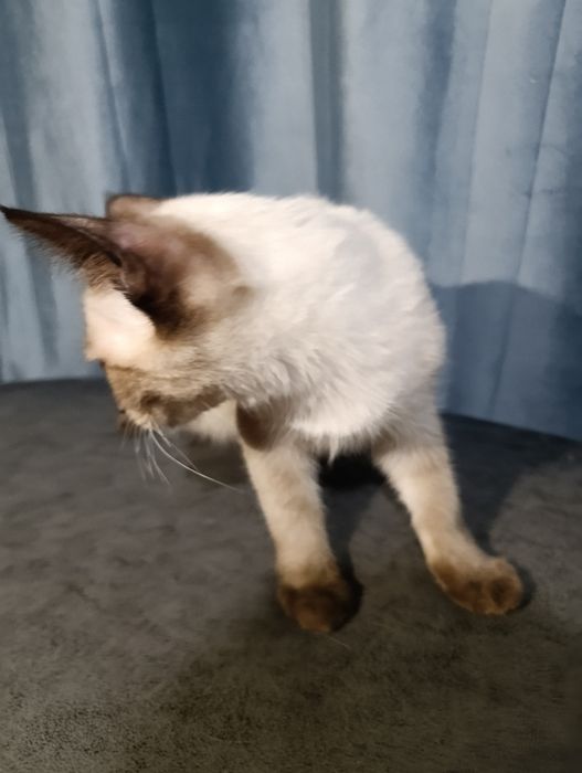 Отдаю даром котят в добрые руки!!