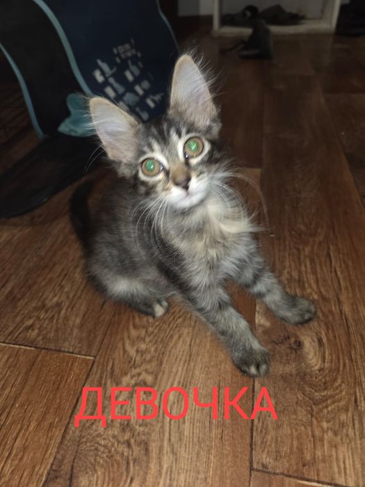 Отдам добрые руки