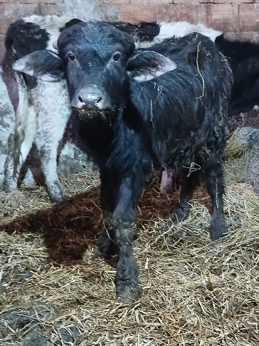 Vând tauras de 3 luni