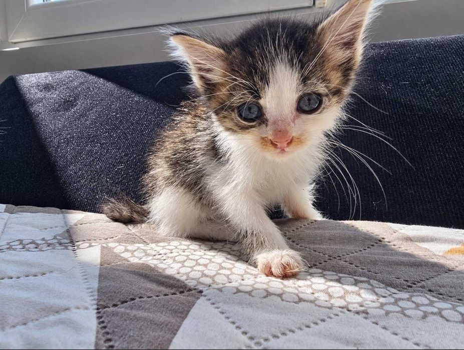 Подарявам 4 малки котенца