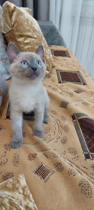 Отдам бесплатно котенка