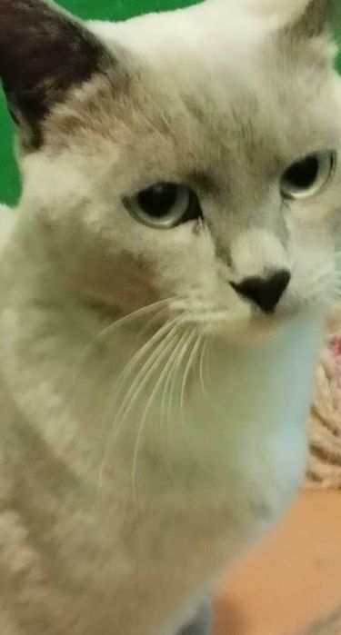 Животные Котик Сиамец