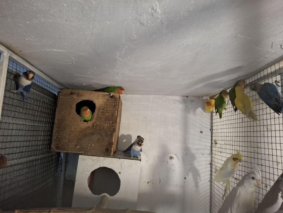 Papagali perusi,nimfe,agapornis,micul alexandru, marele alexandru