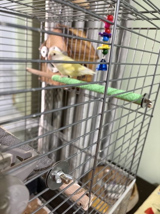 Vand sau schimb baietel Fisher opalin cu fetita