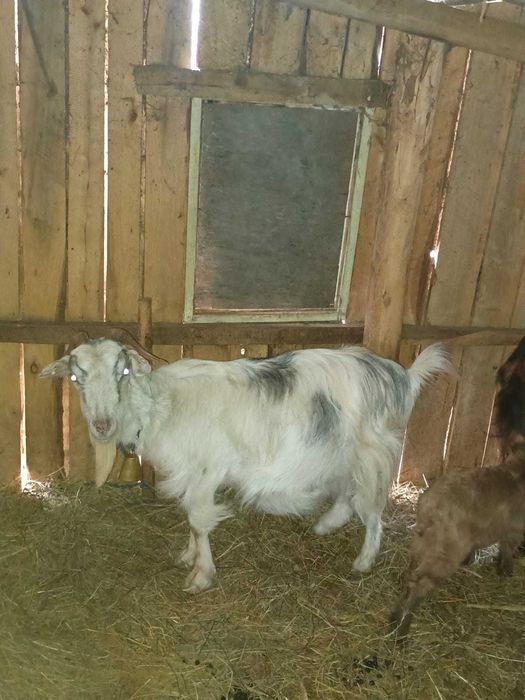 Capre de vânzare bune și de lapte