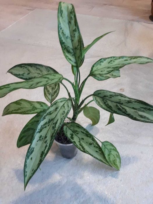 Аглаонема (Aglaonema)
