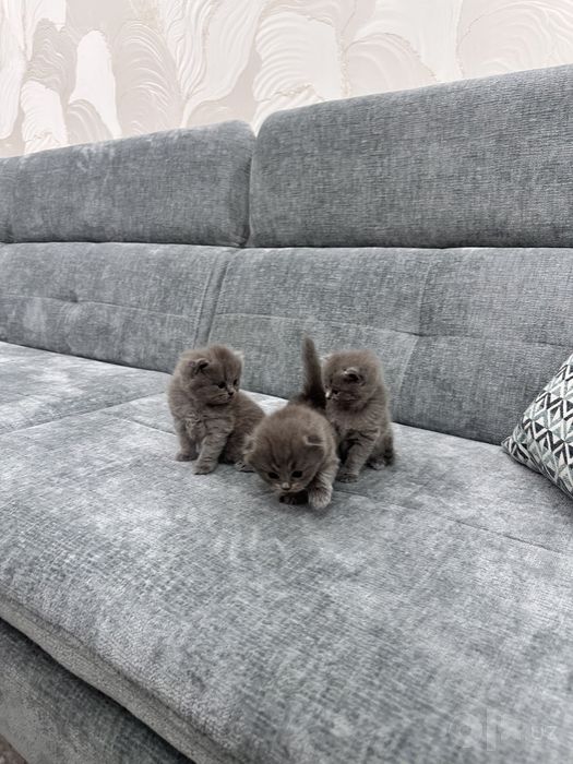 Скотиш Фолд котята