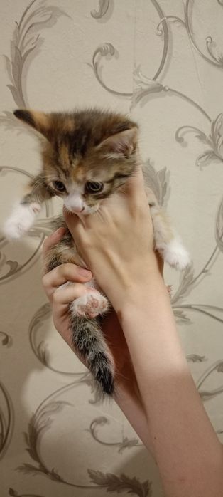 Котята бесплатно