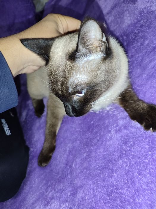 Mushuk sotiladi ! Narxi kelishtirib beramiz