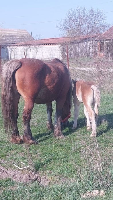 Iapā blāndā cu mânz