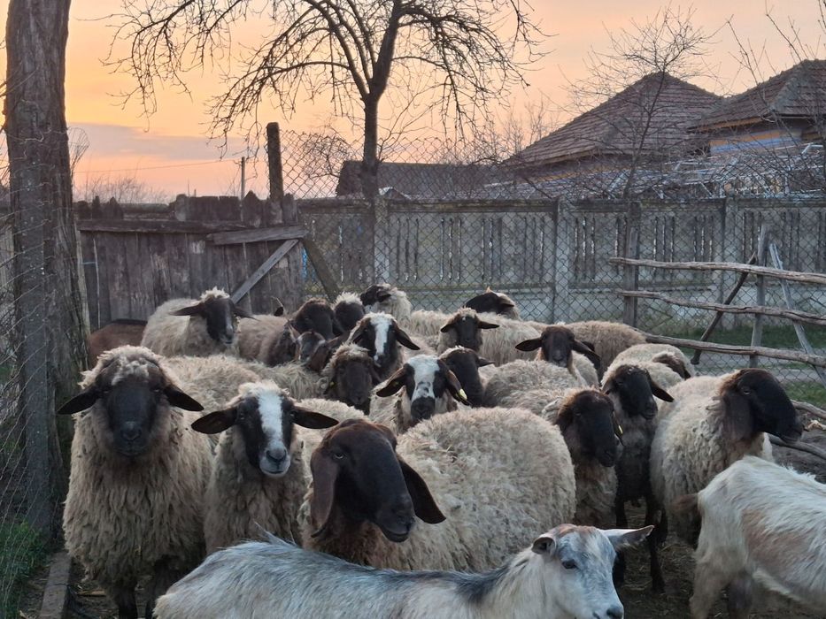 Oi metisate de vânzare