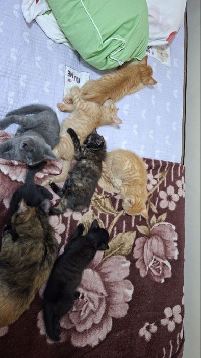 Котята ищут дом!