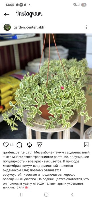 Продам отросток мезембриантеума