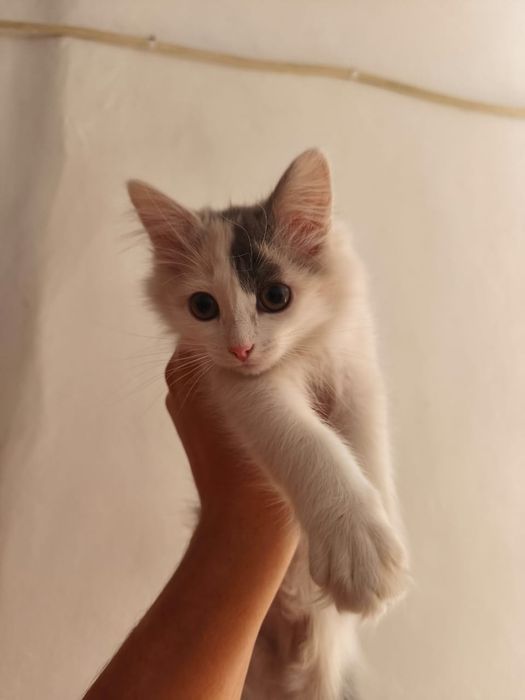 Отдам в добрые руки
