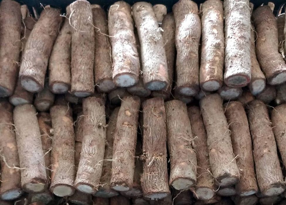 Butasi -drajoni Pauwlovnia