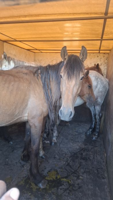 Грузоперевозки КРС МРС Лошодей и др.