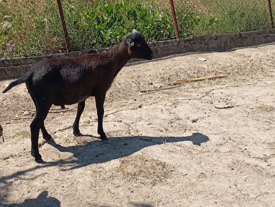 Schimb berbecuț Camerun cu berbec normal