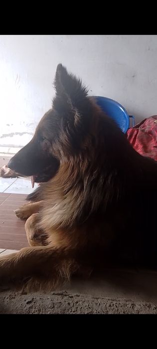 Продам щенков немецкой овчарки