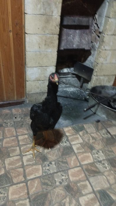 Прадам даканку турция