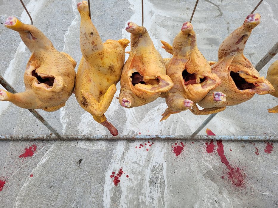 Pasari de curte de vanzare