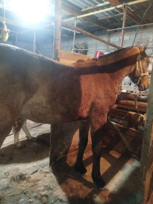 Ұрғашы тай сатылады