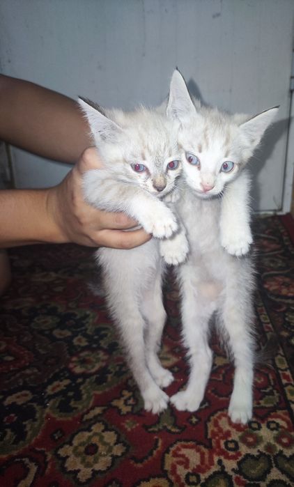 Котята 3 мальчика и 3 девочек