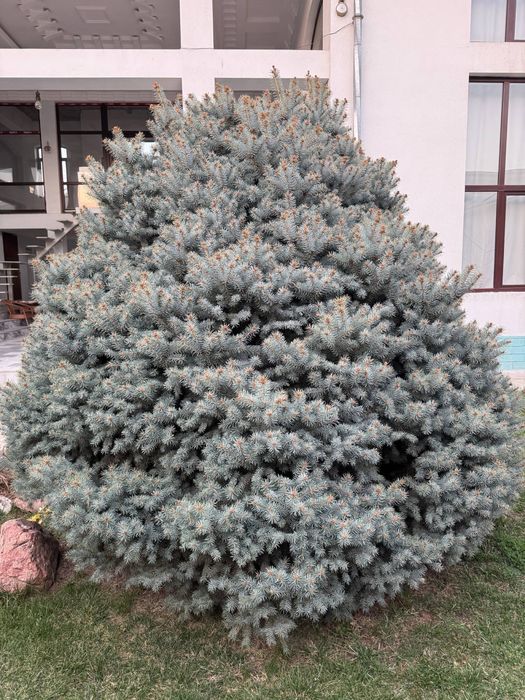 Archa goluboy yel Arzon nahrga srochna