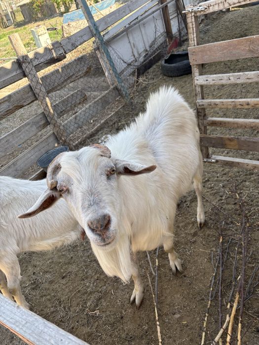 Заанинский козел породистый возможен обмен