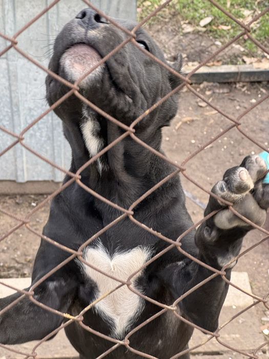 Албанский питбуль