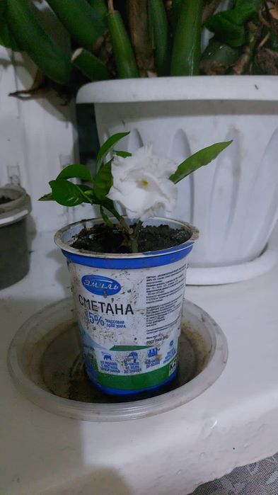 Цветок "Табернемонтана*