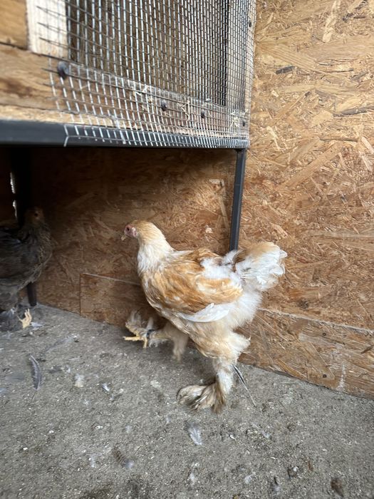 Disponibili cocosi brahma tineret