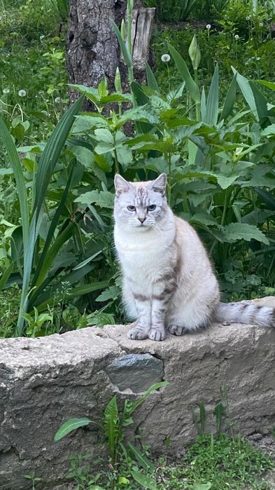 Котята в добрые руки отдадим