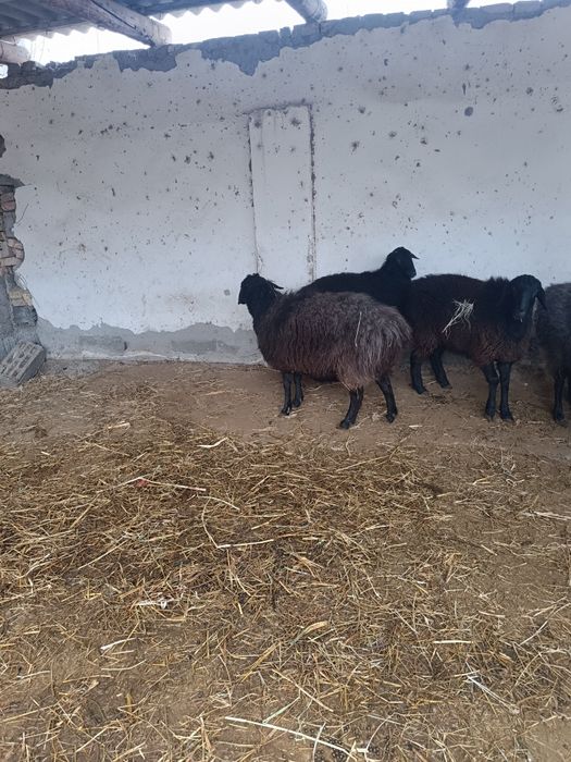 Баран Барра чотилади