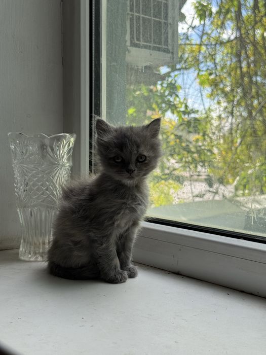 Отдам кошку и котят