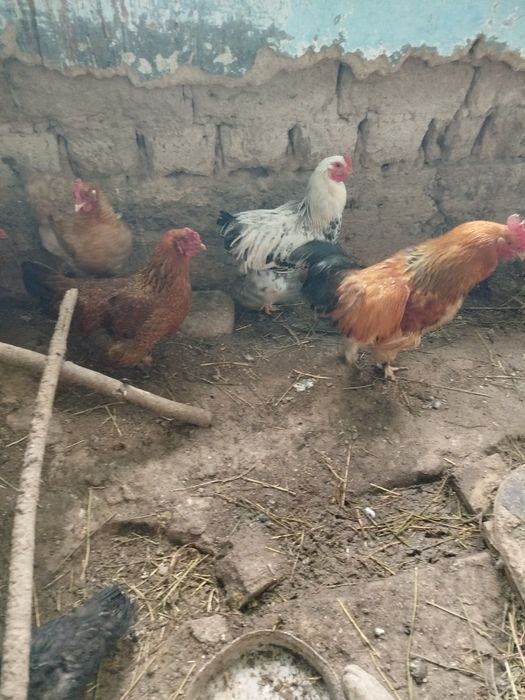 Продам курей домашние
