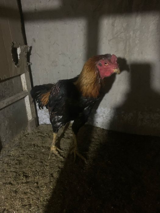 2 tulak pircha sotiladi zotga