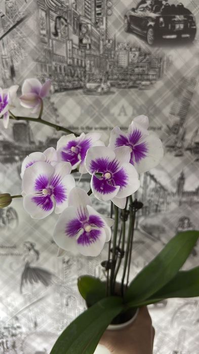 Шикарная орхидея фаленопсис