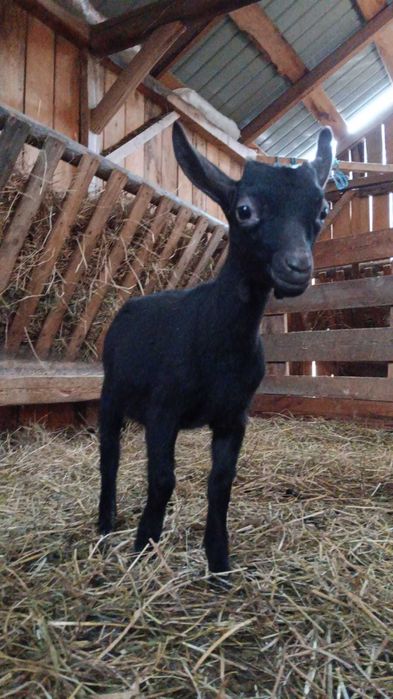 Vând țăpușor Murcian