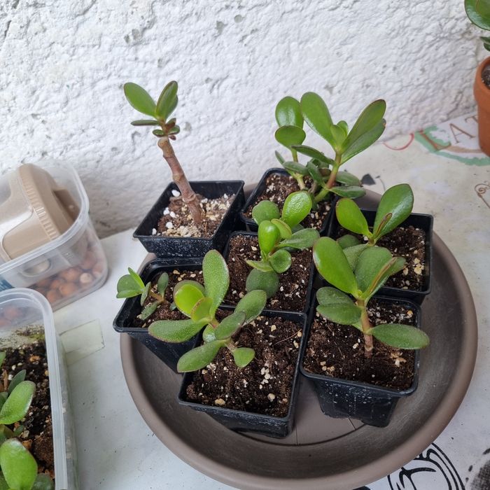 Crassula ovata pomul cu bani
