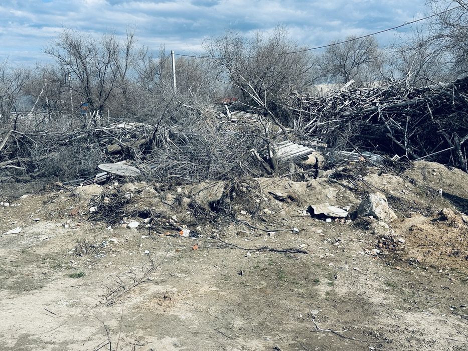 дерево сухой на