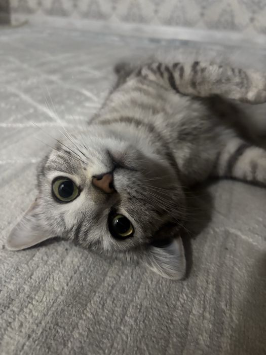 Британская короткошёрстная кошка